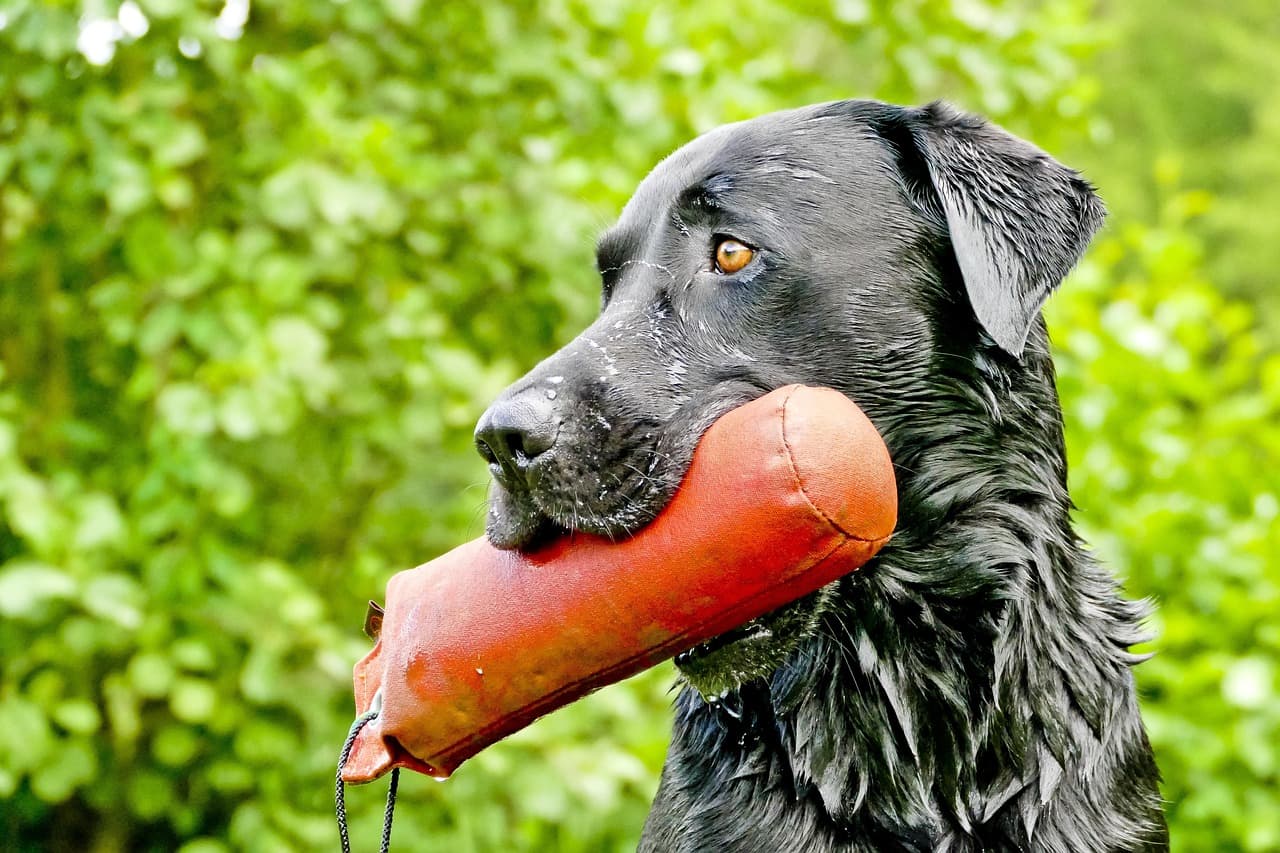 Hond met speelgoed