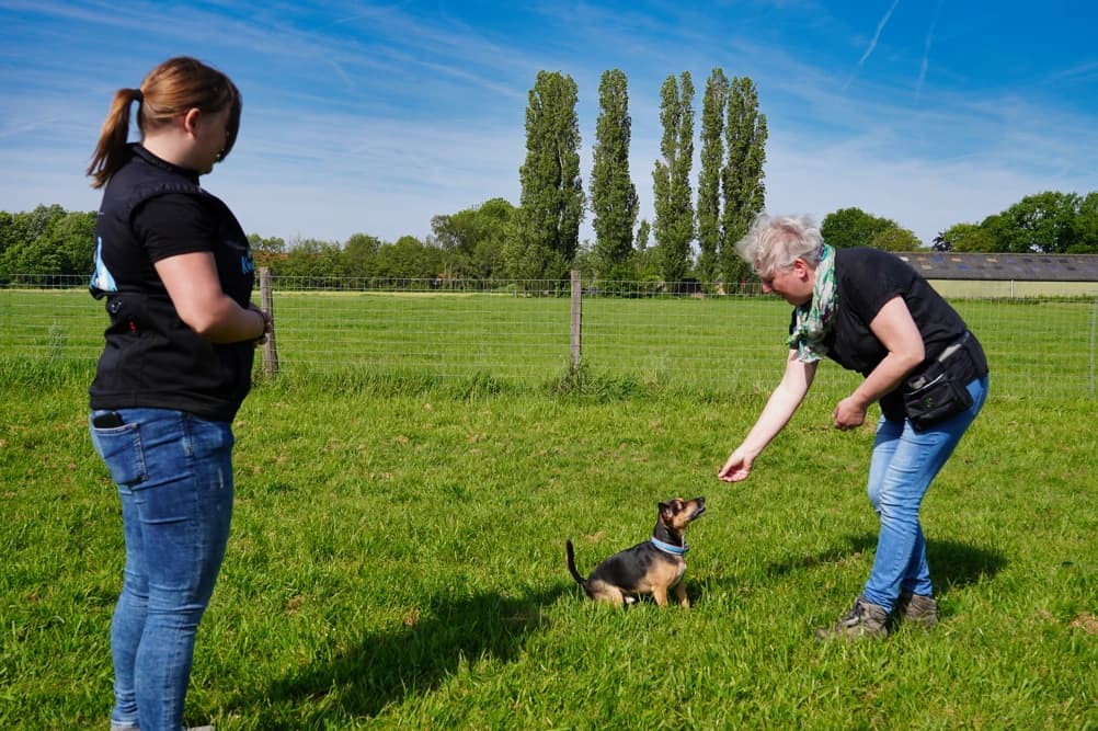 Gedragstherapeut observeert een hond bij de eigenaar thuis