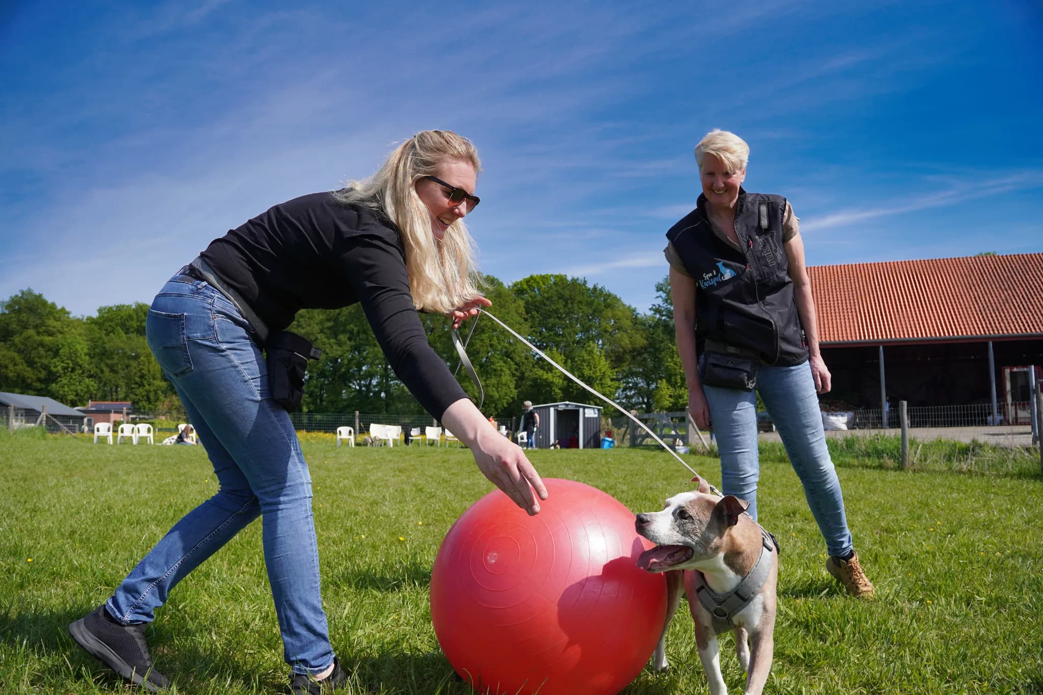 Workshop Treibball — beeld 2