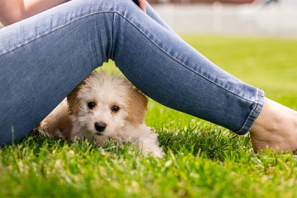 Puppycursus