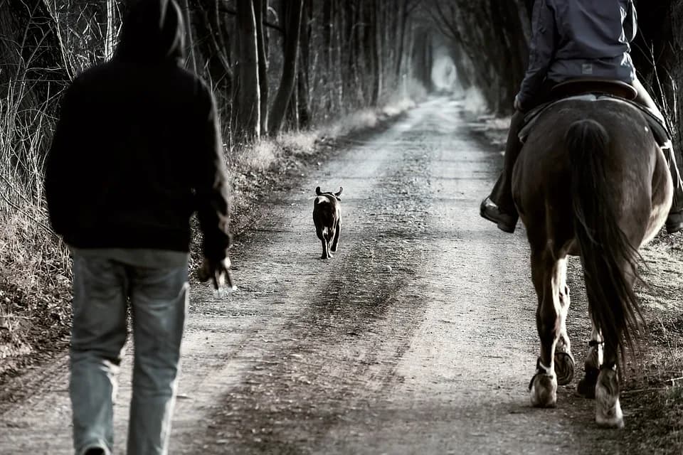 Paard Hond les