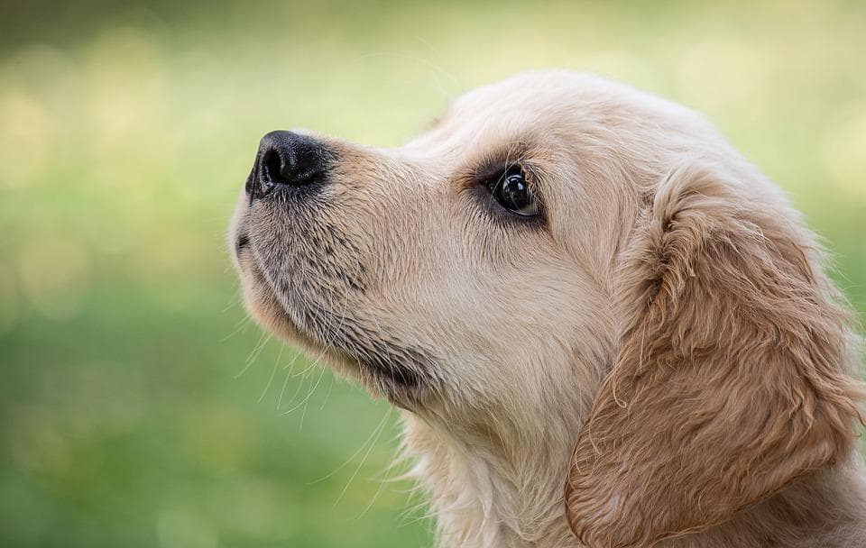 Puppycursus