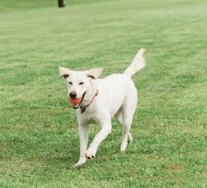 Chuckit breathe right fetch ball medium