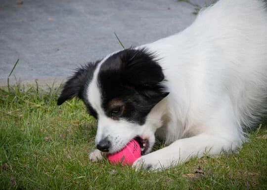Dog comets startdust bal (verschillende kleuren)