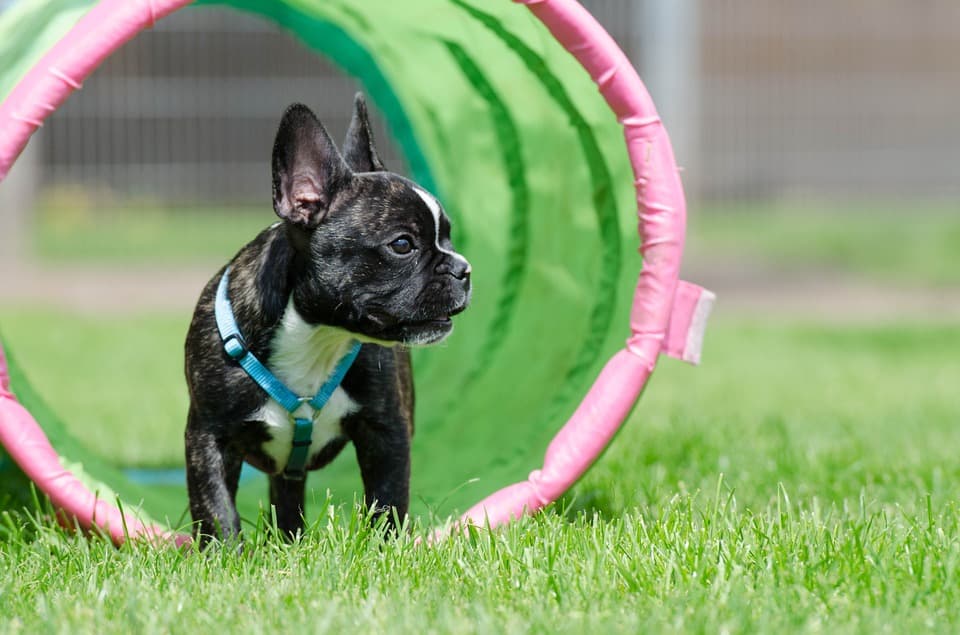 Puppycursus — beeld 2