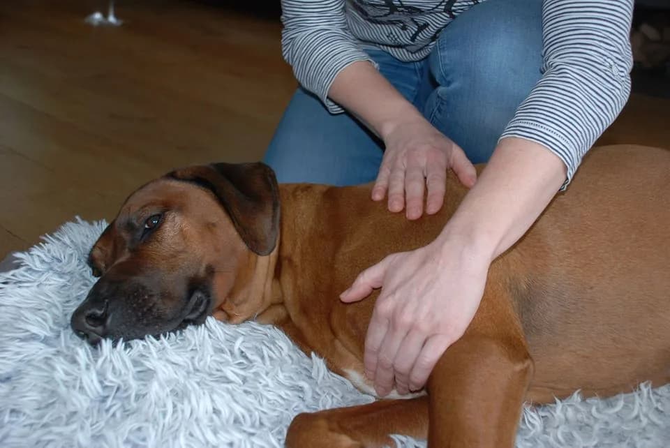 Workshop Hondenmassage — beeld 2