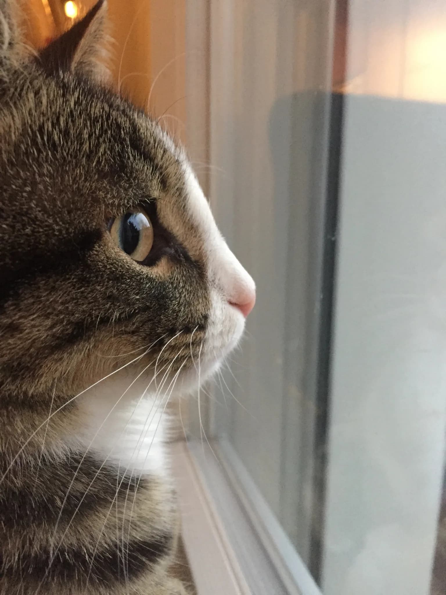 Kat ontspannen in haar eigen vertrouwde omgeving